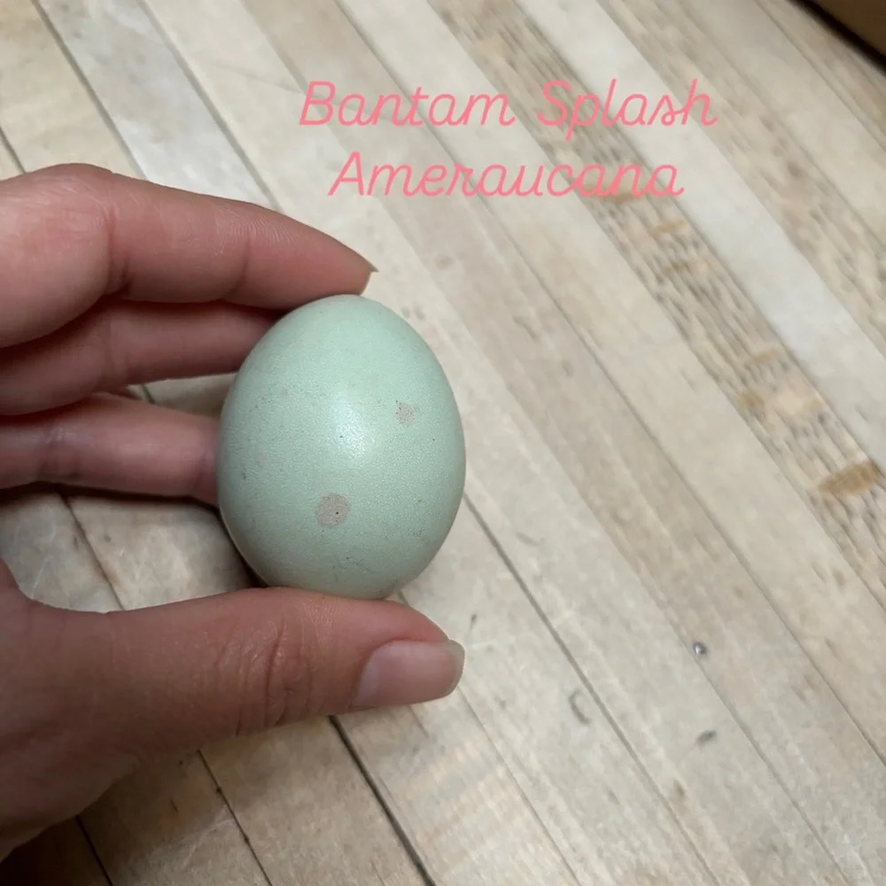 Hatching eggs 🪺 - Picture 12 of 15